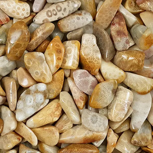 Agatized coral tumbled (1 stone)