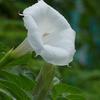 Tarot Garden + Gift Seed Packet: Moonflower