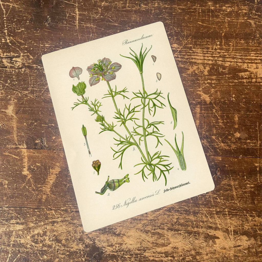 Metal Sign: Herbs - Wild Fennel
