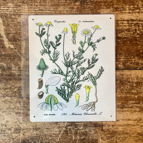 Metal Sign: Herbs - Chamomile
