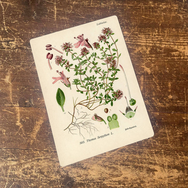 Metal Sign: Herbs - Thyme