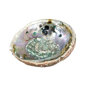 Abalone shell Natural 5